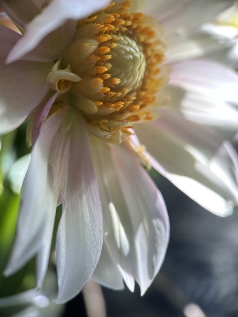 985DA558-EF8A-49C5-A0BB-920E1C359CD3_1_105_c