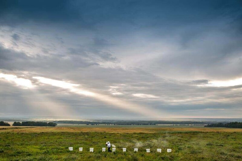 beehives in field with sun through clouds