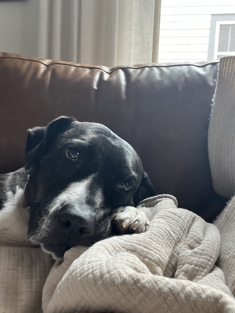 Rescue pitbull mix with black and white fur, resting on blankets with a sweet, relaxed expression.