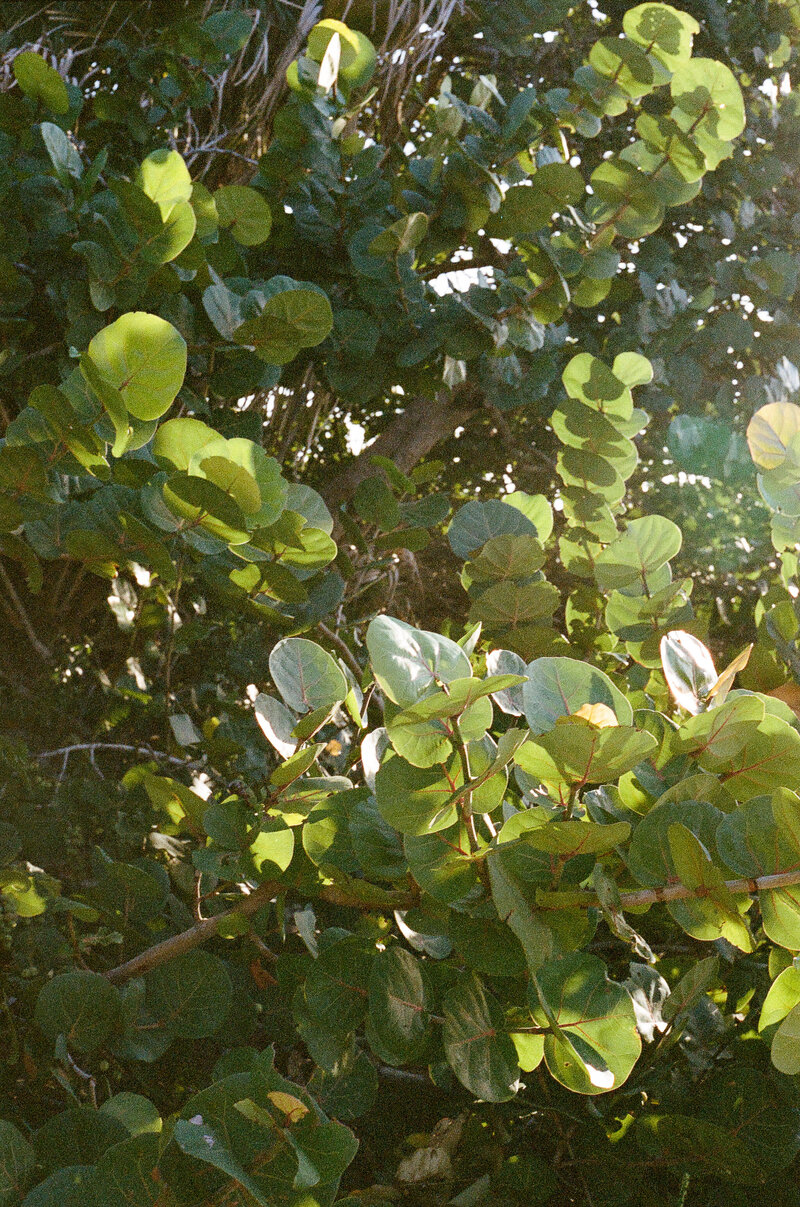 KIMGOPHOTOGRAPHYFILM_0039