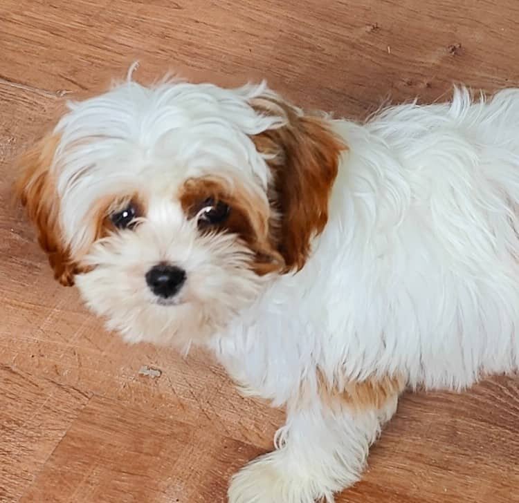 Small Country Mini Doodles Kansas City Cavapoos315109970_704486283939775_1737658434679066851_n