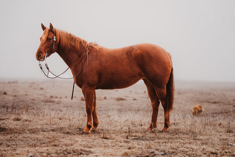 Horse sale picture photography