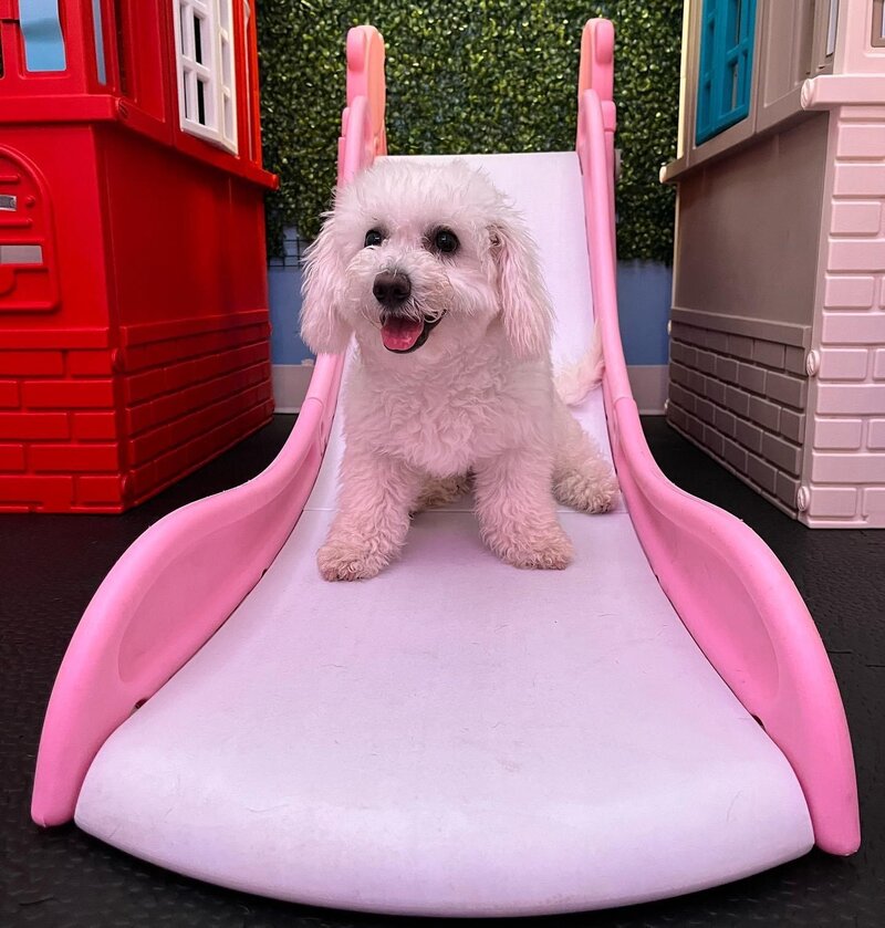 Doggy daycare