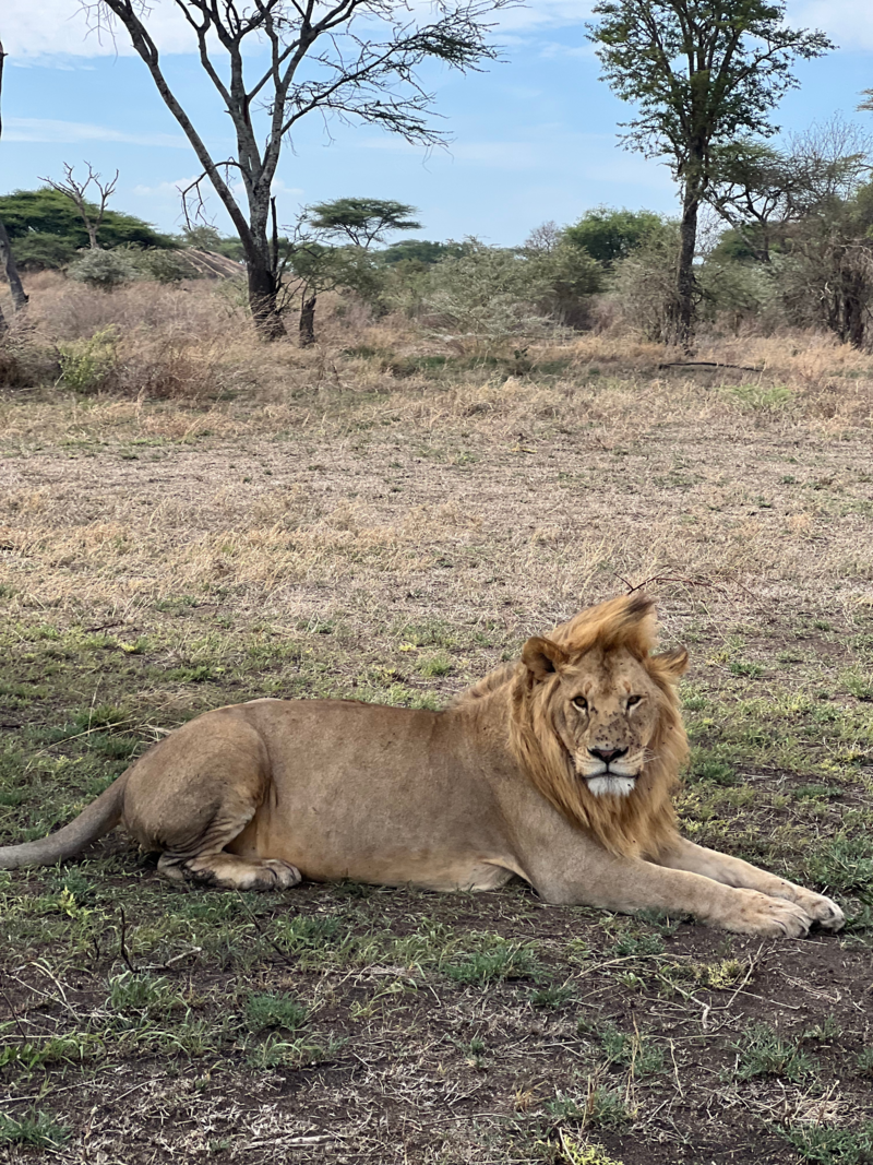 Serengeti(6)
