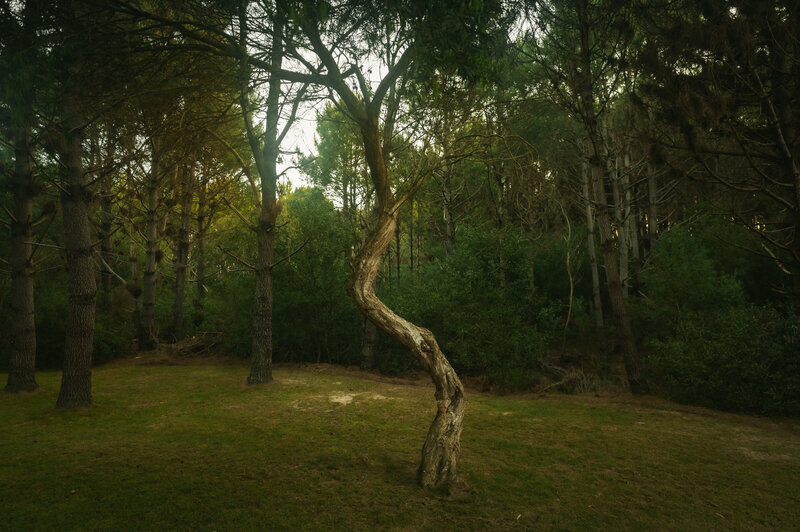 Tree-pine-forest-las-carcavas