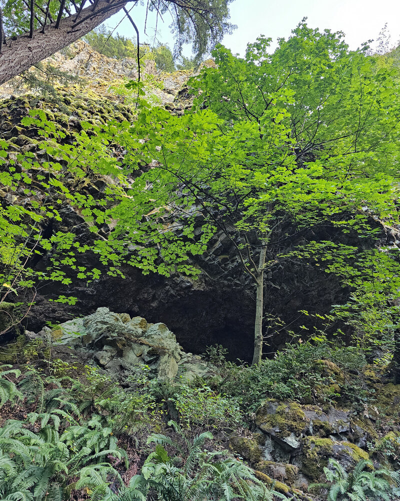 Experience a variety of vibrant foliage along the trails at Viento State Park with The Gorge E-Bike Adventure Rentals