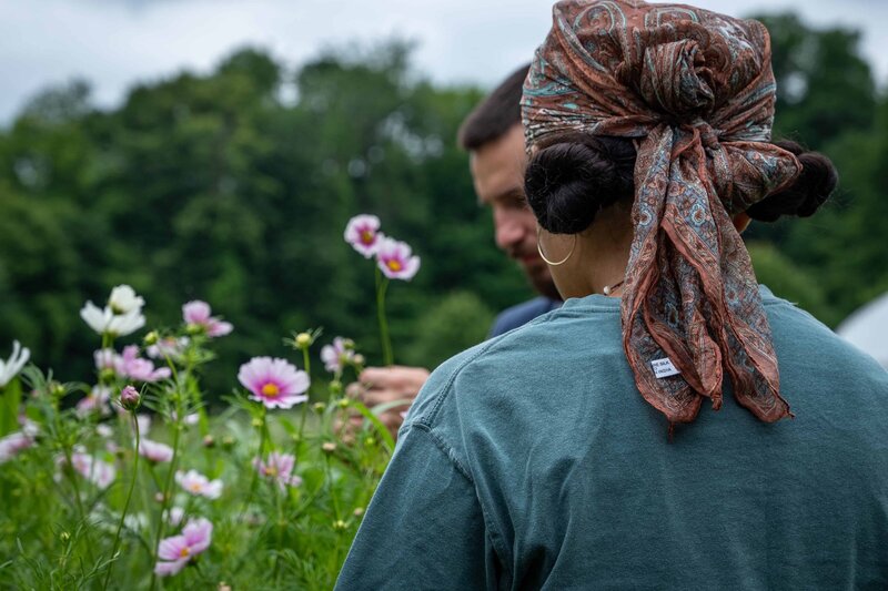 Hartford, CT farmers harvesting flowers