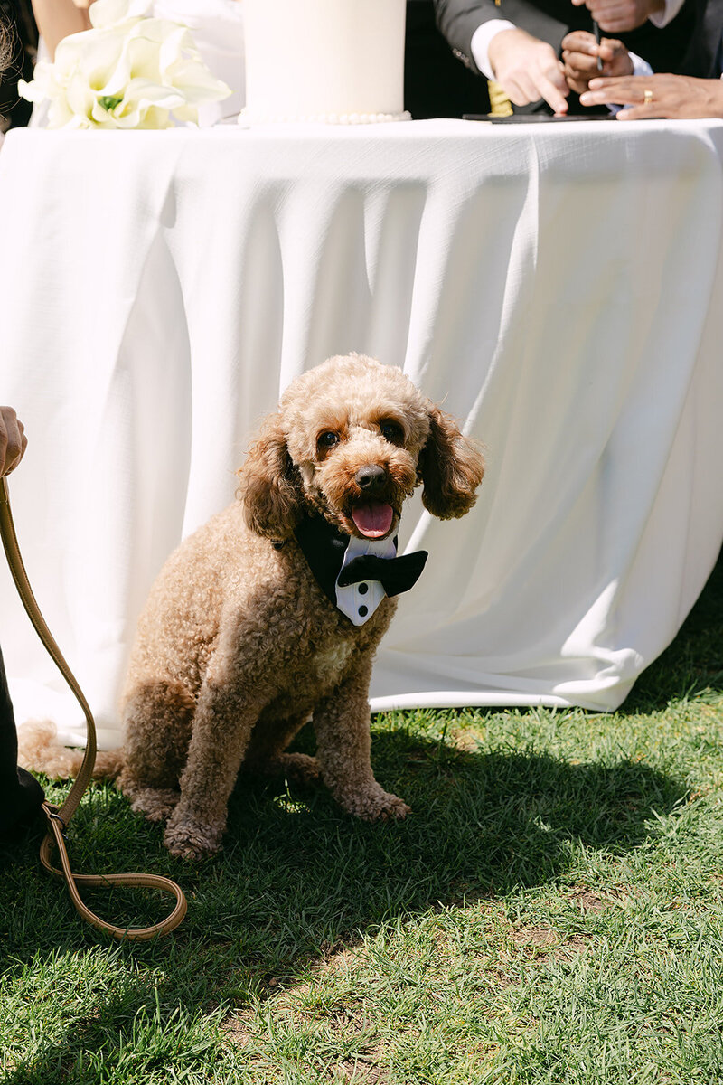 Charlotte and Mihindu x Ashleigh Haase Photography-443