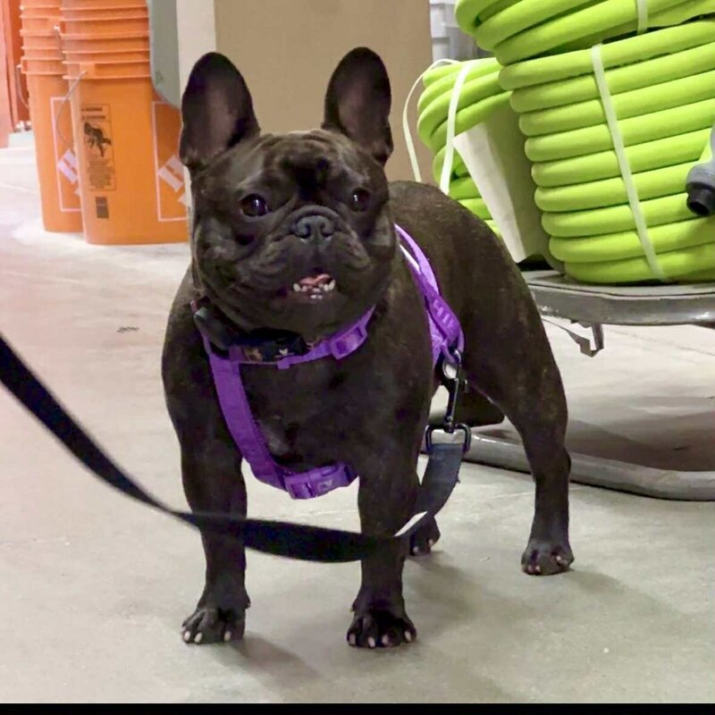 Playful French Bulldog raised in a loving guardian home