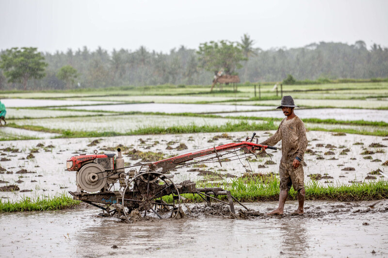 man planting rice in Bali