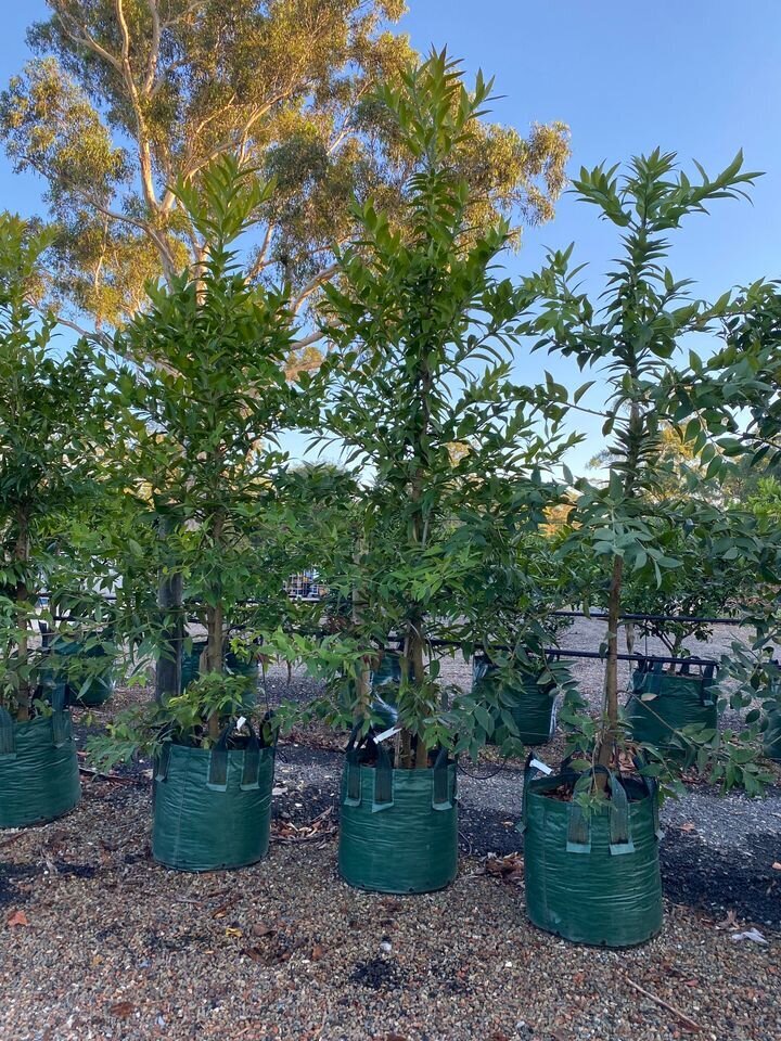 Agathis Robusta - Mature Qld Kauri Pine