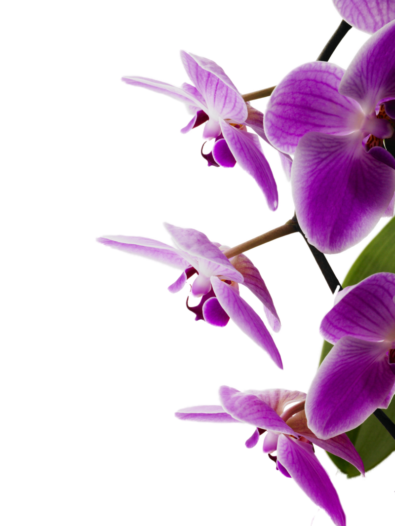deep pink phalenopsis orchids