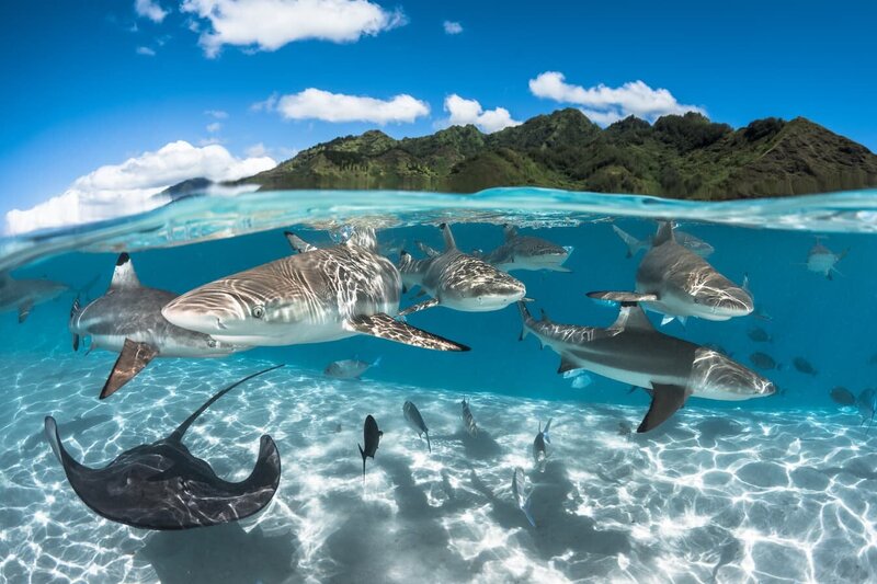 Sharks in Bora Bora