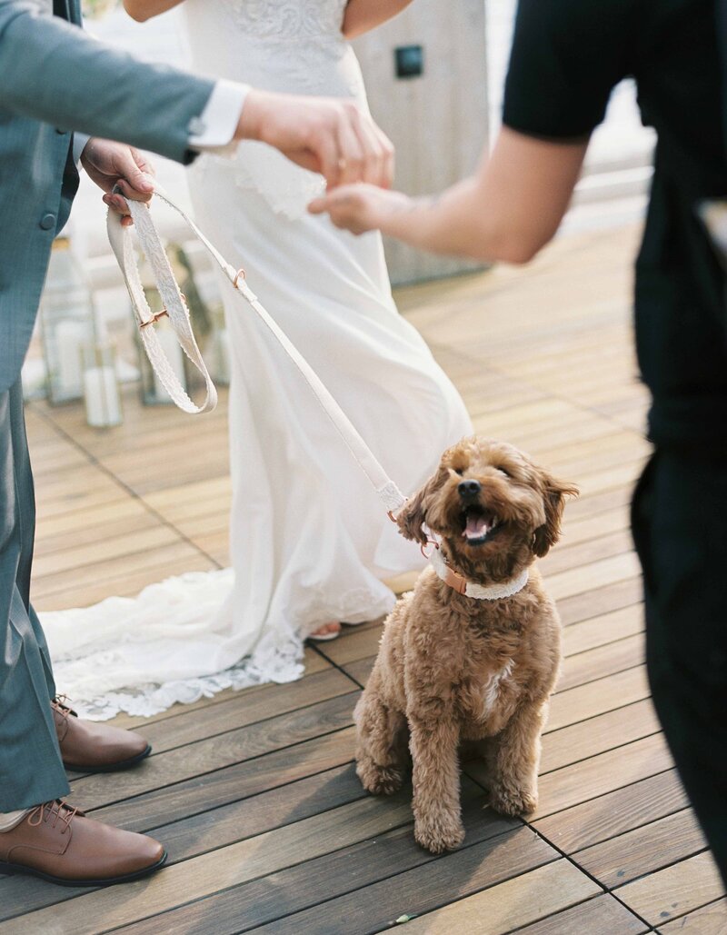 pawfect-for-you-work-for-us-pet-sitters-dog-in-wedding