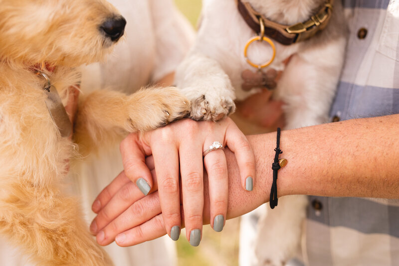 couples' hands with dogs paws on top