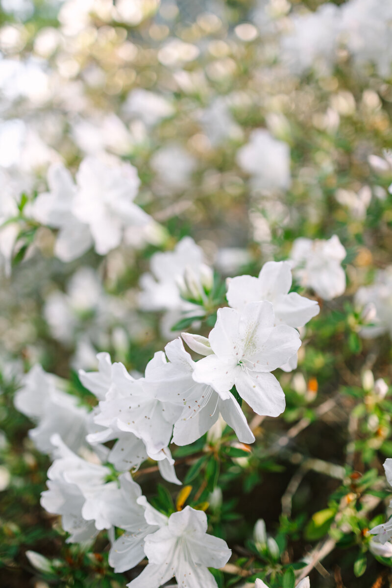 Longue Vue House and Gardens Engagement Session
