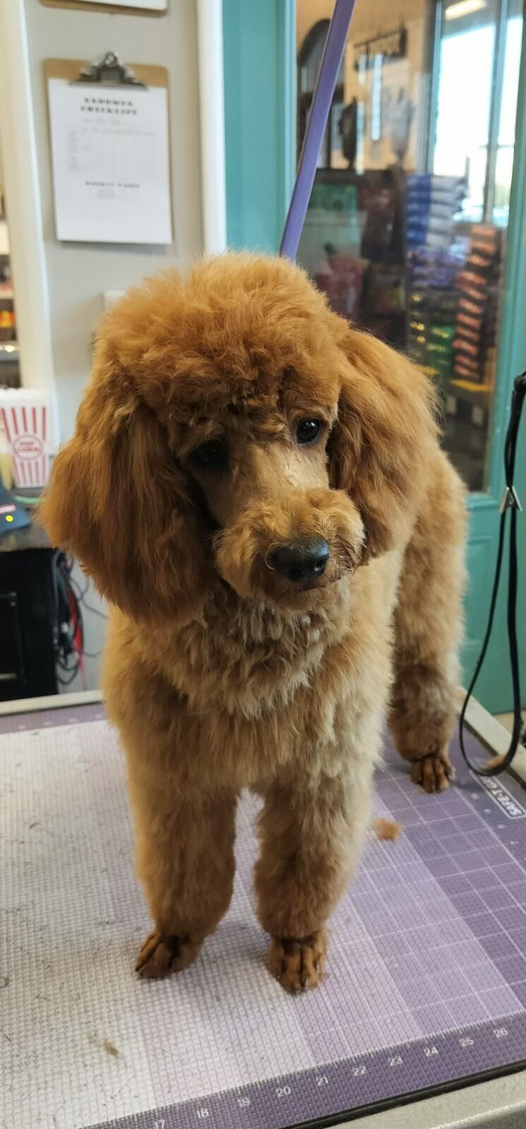 Buddy