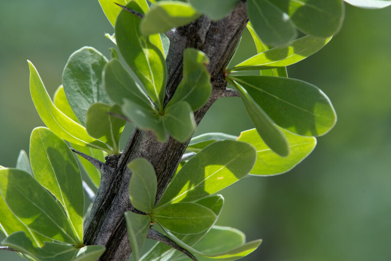 Ocototillo Leaf