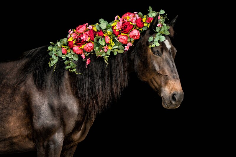 Percheron horse with pink peony flowers in mane on black background.