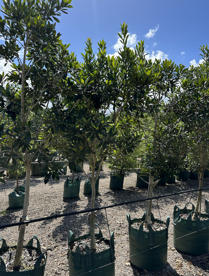 Tristaniopsis laurina - Australian Water Gum - Australian Native Trees