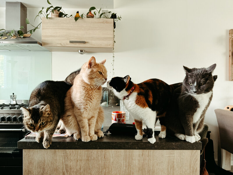 Catsframed by Krista Ploeg Get framed wedding photography