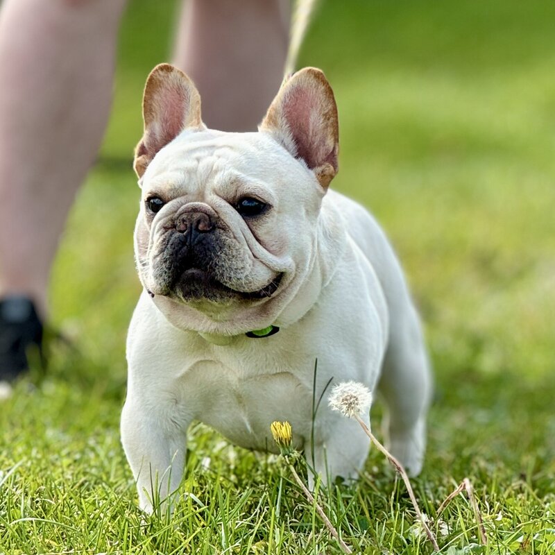 Trusted male French Bulldog used in LMN Bulldogs program