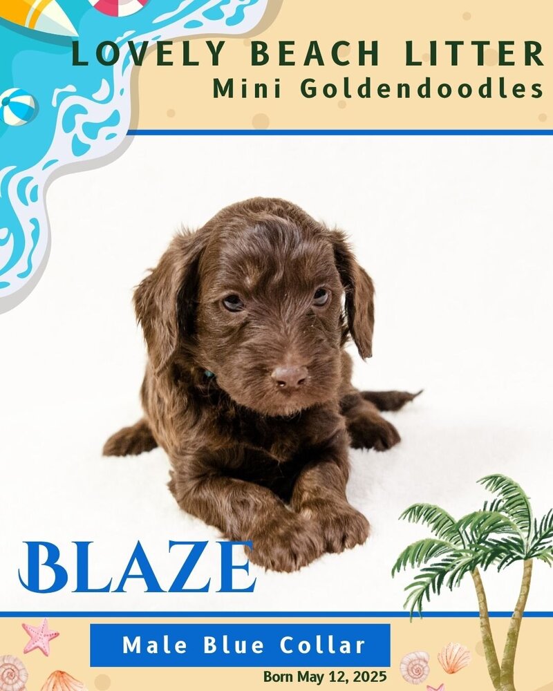 Beach - Blue Blaze Male