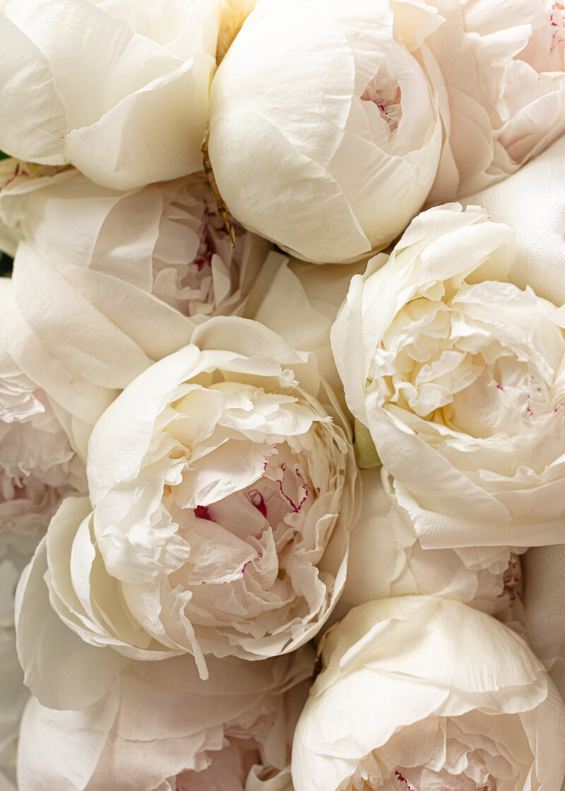 Bouquet of white peonies