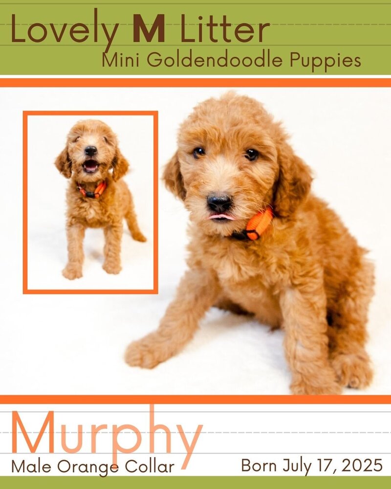 M Litter - Orange Murphy Male