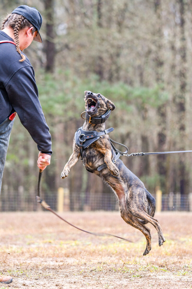 Personal Protection dog working on training in Charleston SC.