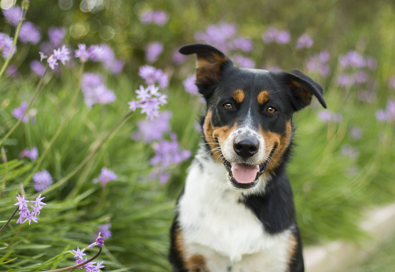 amazing san diego pet photography