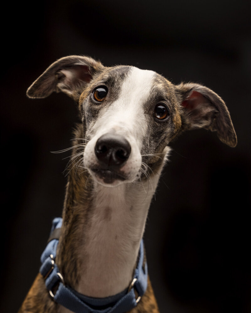 2022Bend_Oregon_Pet_Portrait_Photograhy-9972