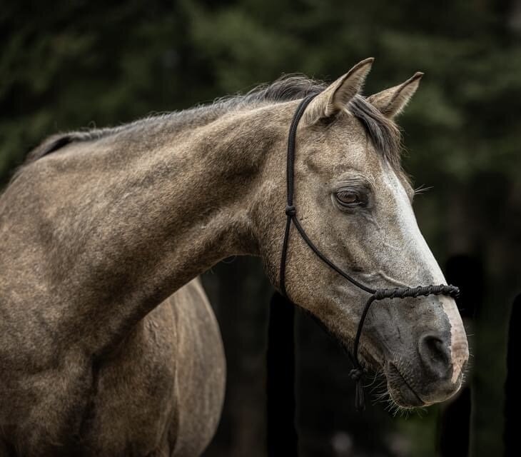 Senior mare horse head 