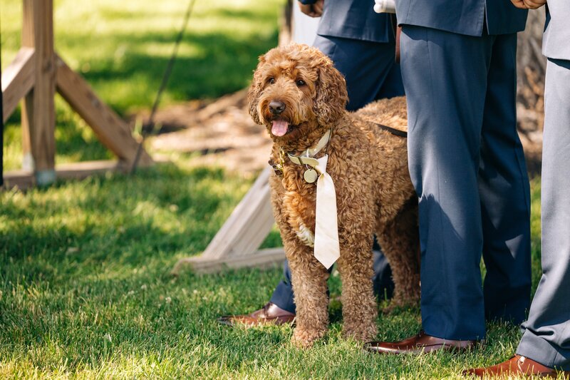 couple holding their dog in engagement photo