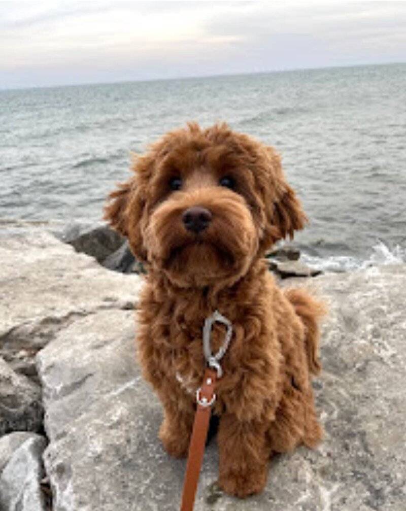 Labradoodle puppy on a rock near the ocean