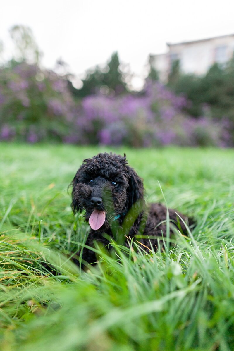 Puppy Lying In Grass Panting