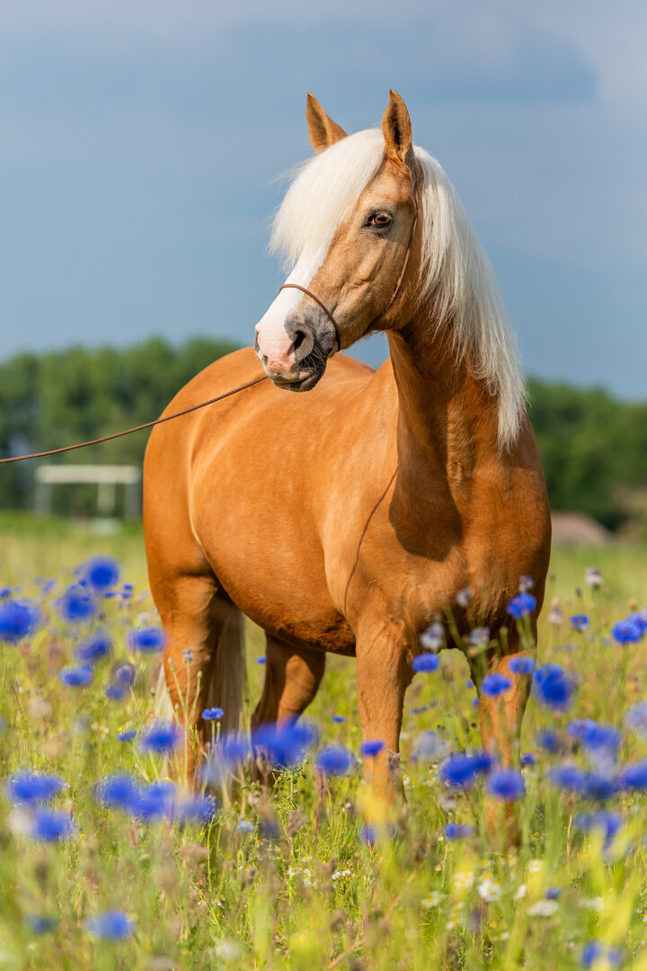 Bruin stilstaand paard in de bloesem met colorful horse preset
