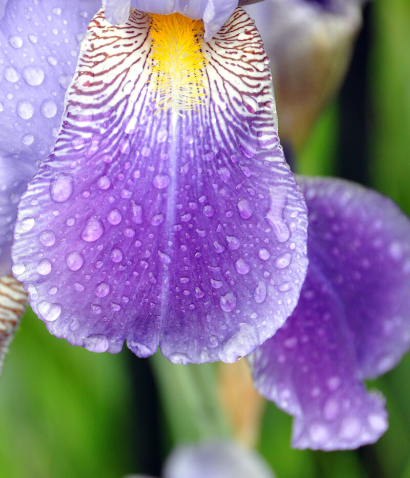 Purple Irises after the rain