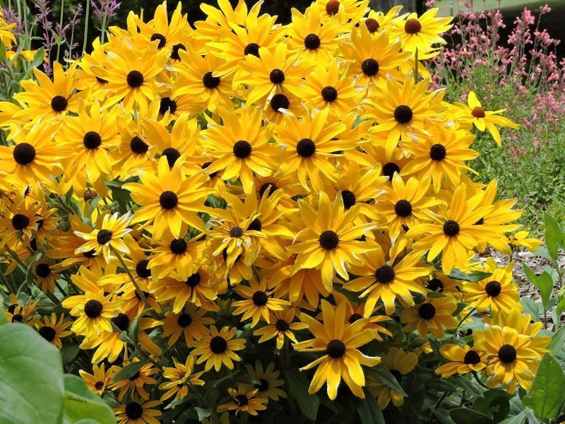 rudbekia-goldsturm-rudbeckia-fulgida-var-sullivantii-goldsturm-