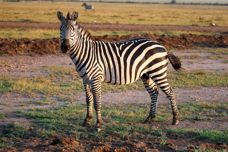 safariedited-248
