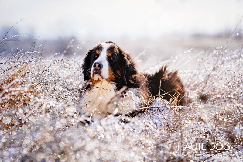 Bright photo of a Bernese Mountain Dog laying in a field of ice during a Dallas snow storm.