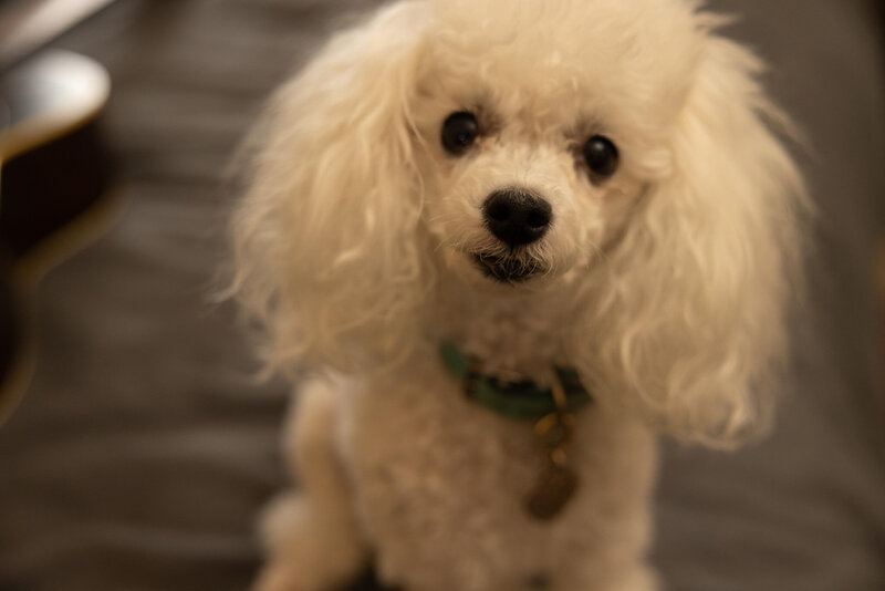 Photo of small white poodle. 