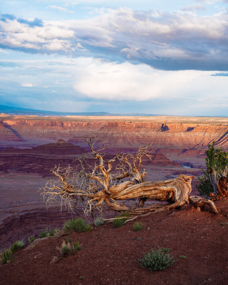 DeadhorseBristlecone2-web