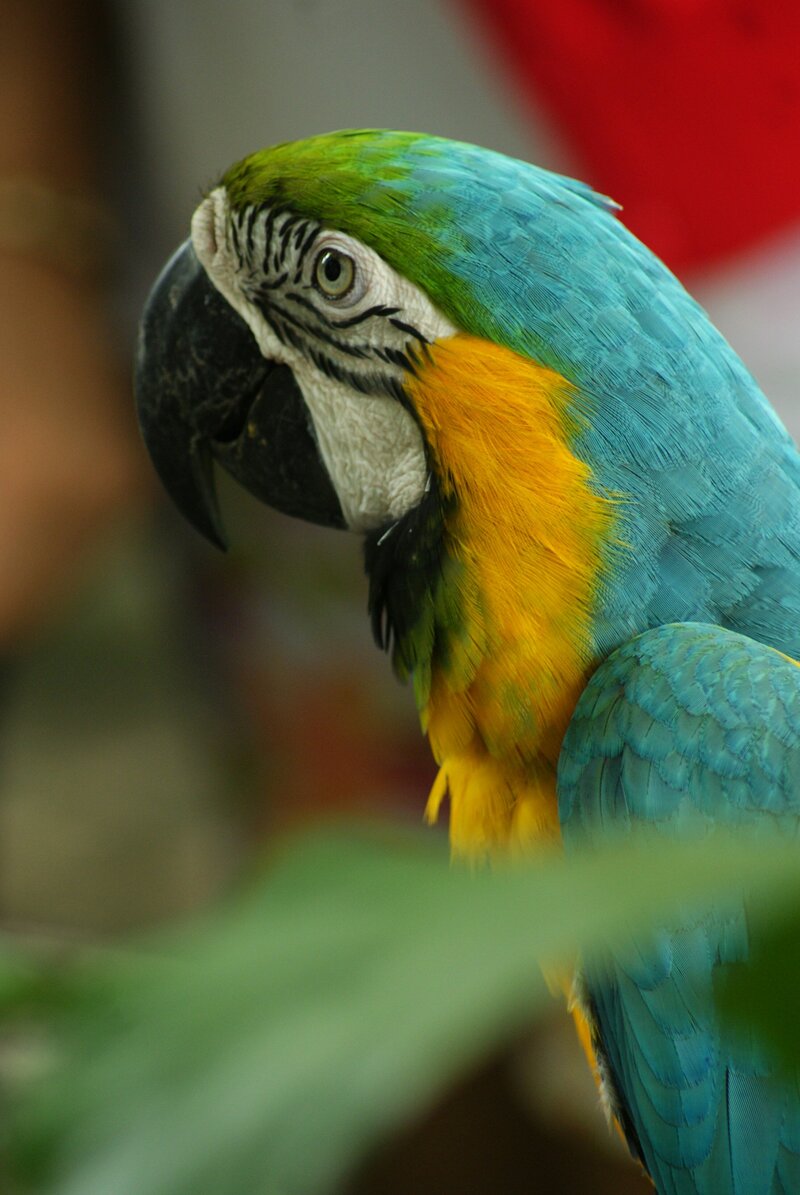 blue macaw looking away from camera