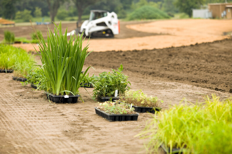 designing a planting layout for perennials