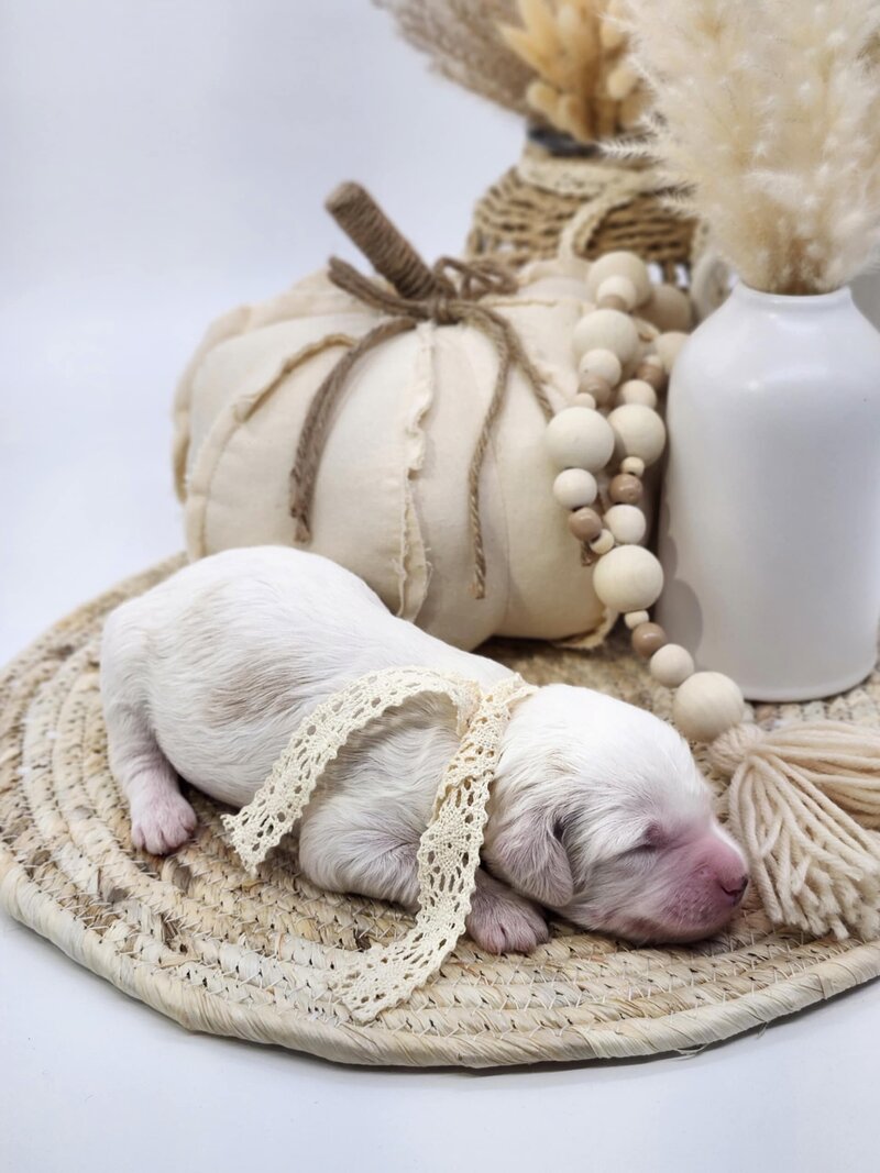 f63357f3-dbd8-44bd-9682-6e2f9fc6d5e6