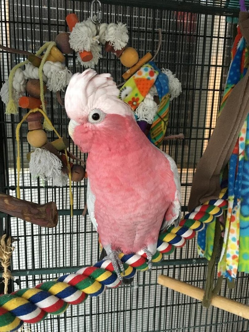 Pet Boarding Toowoomba