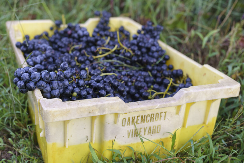 Chambourcin grapes
