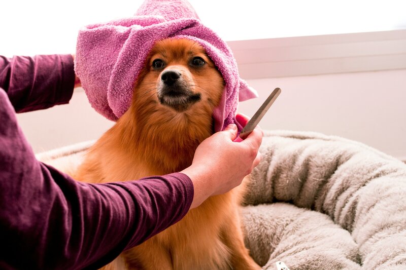 dog wrapped in a towel getting professional grooming services