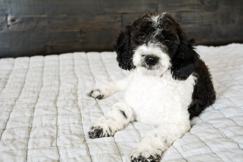 Available Mini and micro Sheepadoodle Puppies